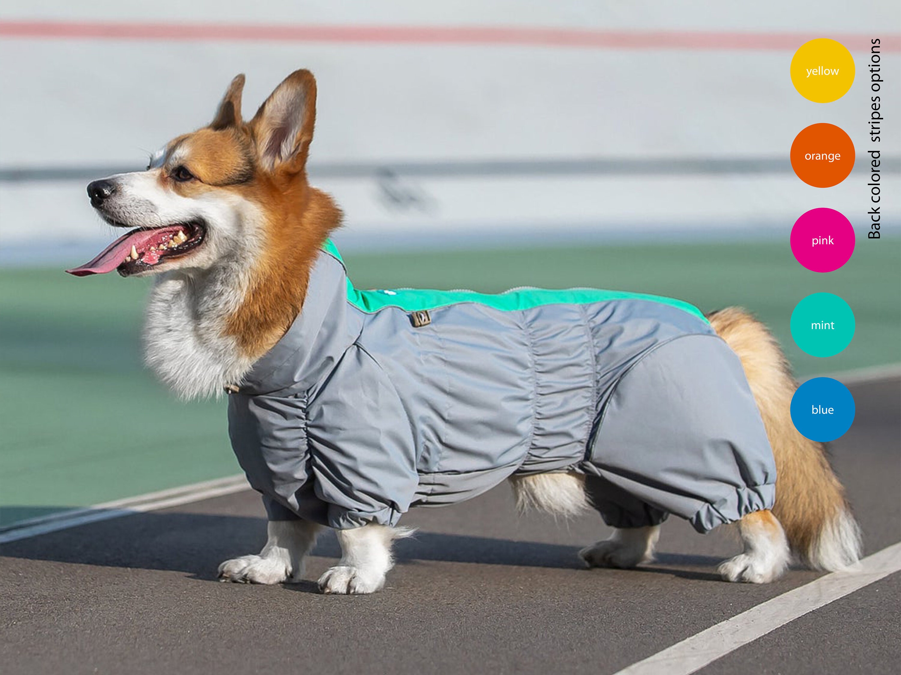 Dachshund / Waterproof Dog Raincoat Full Body Raincoat Etsy