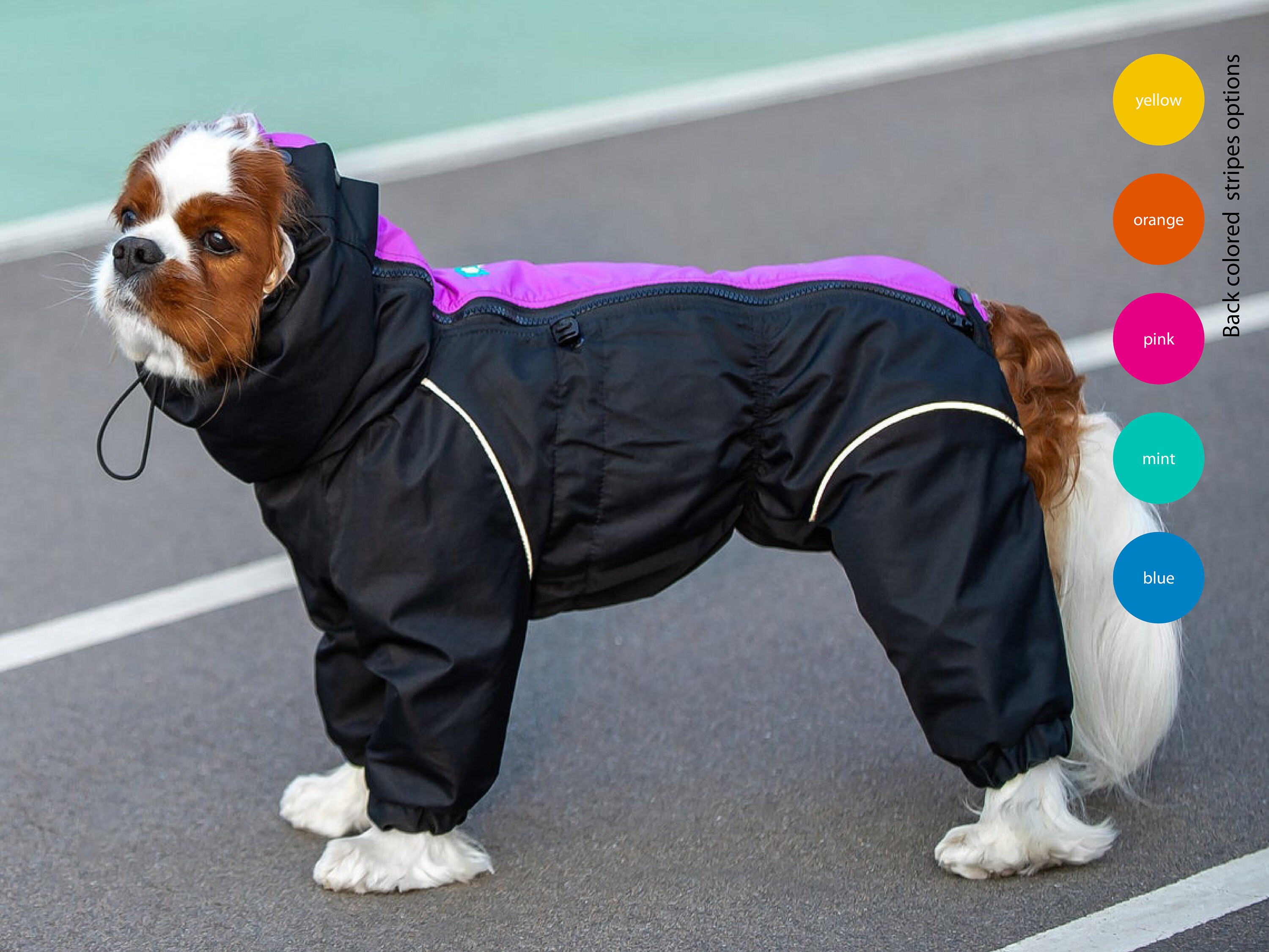 spaniel coat