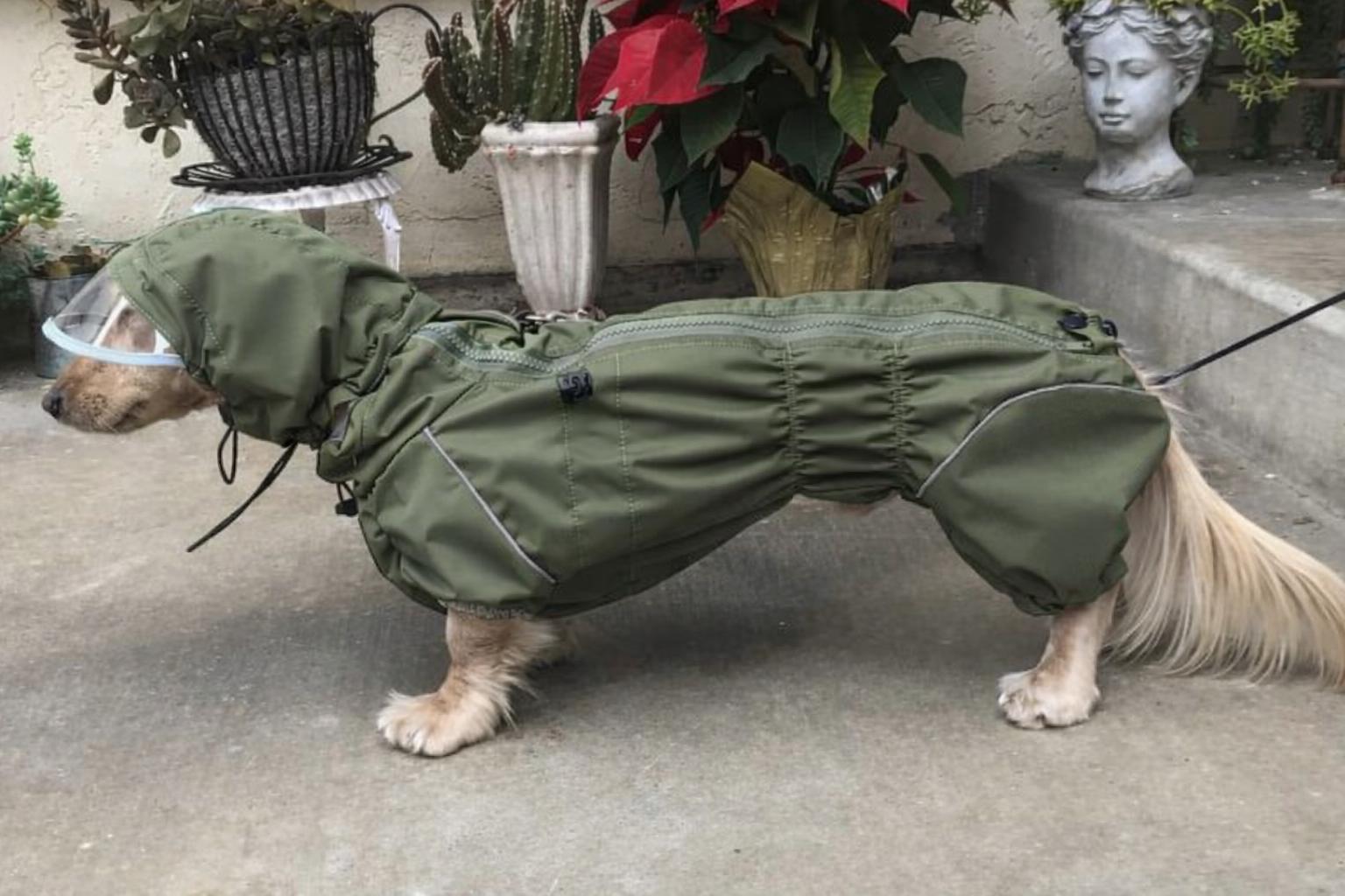 Waterproof Dog Raincoat for Dachshund 