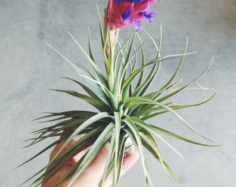 Tillandsia, plantes aériennes