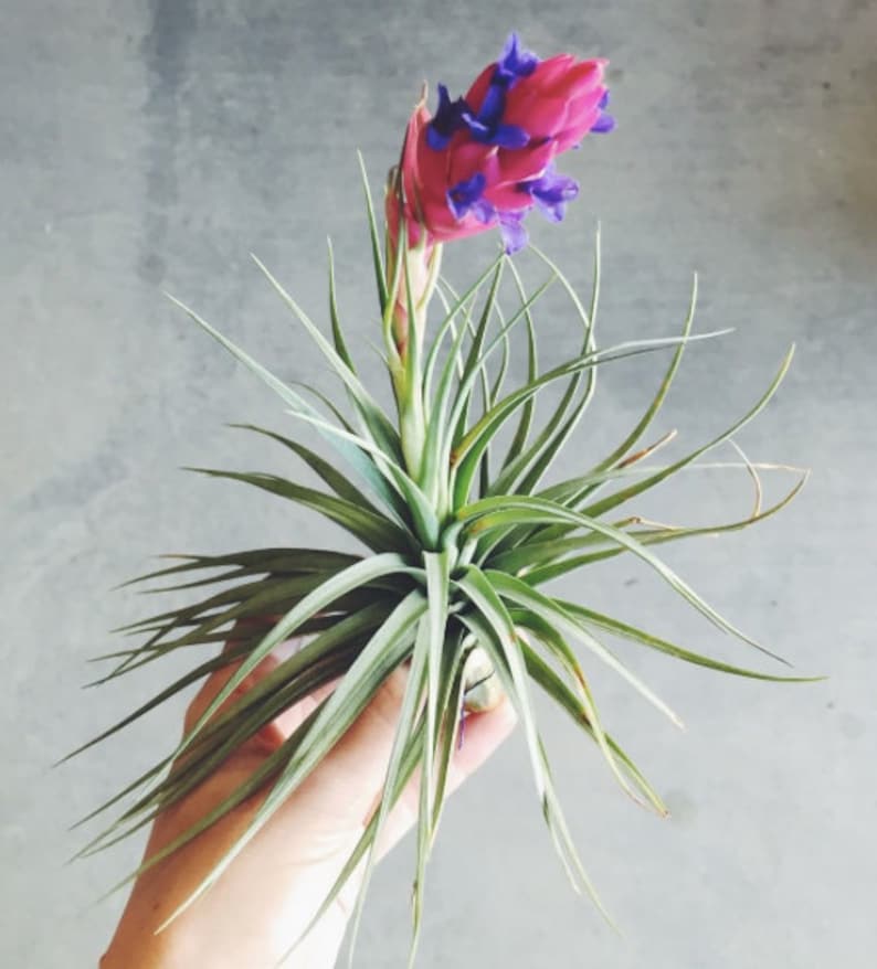 Tillandsia aerial plants Etsy