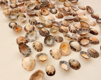 Large Lot with Quality Portuguese Sea Shell Bulk Beach Decor,Design Creative Projects from Oporto Supplies for Craft 50 Mussel Shells