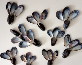Large Lot with Quality Portuguese Sea Shell Bulk Beach Decor,Design Creative Projects from Oporto Supplies for Craft 50 Mussel Shells