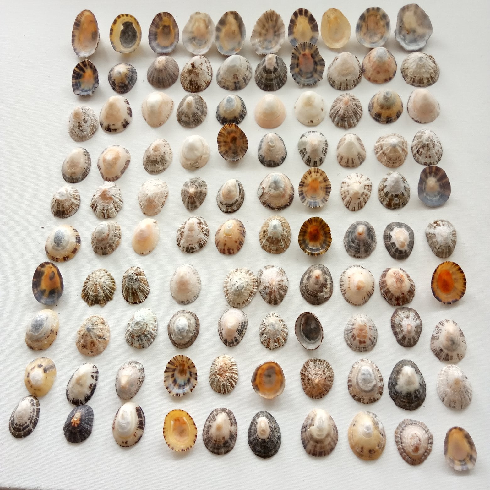 100 Limpet Shells Large Lot with Quality for Wedding Decor | Etsy