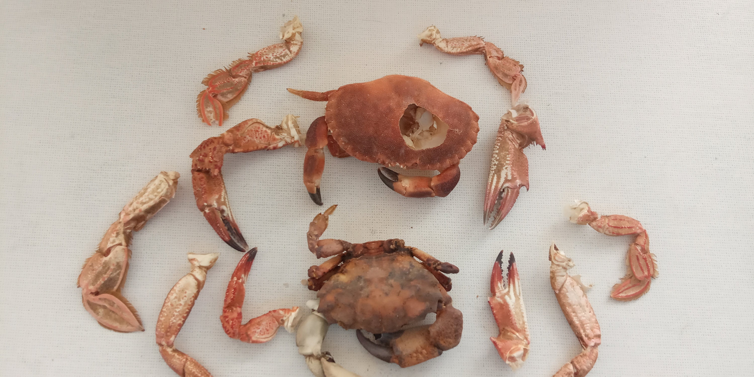 Plat de carapace de crabe repose-cuillère, porte-bague, porte-bijoux,  porte-bibelots, bol de récupération coquilles de palourdes peintes à la  main avec finition en résine -  Canada