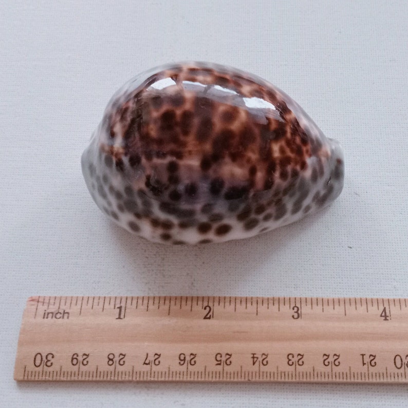 Cypraea Tigris Sea Shell Big Size 83 mm for Curiosity Cabinet Collection Creative Projects Exotic Rare Shell Porcelain Aquarium image 5