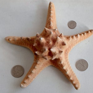 Genuine Giant Starfish Knobby Dried Sea Star for Creative Project DIY Supplies Curiosity Taxidermy Collection from Oporto Portugal zdjęcie 10