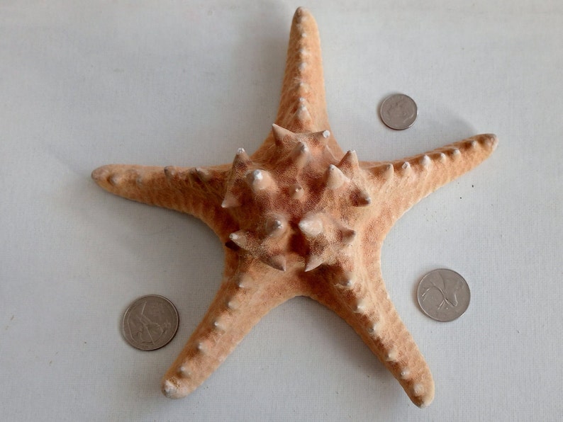 Genuine Giant Starfish Knobby Dried Sea Star for Creative Project DIY Supplies Curiosity Taxidermy Collection from Oporto Portugal zdjęcie 10