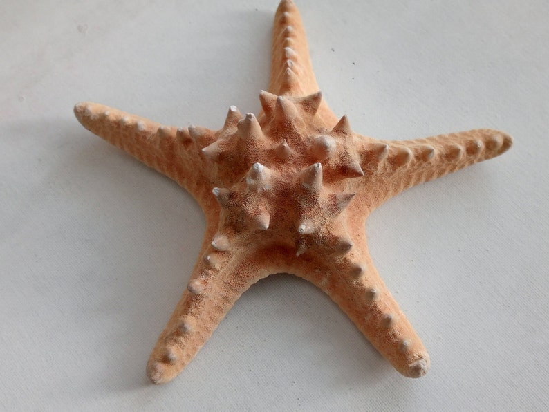 Genuine Giant Starfish Knobby Dried Sea Star for Creative Project DIY Supplies Curiosity Taxidermy Collection from Oporto Portugal zdjęcie 8