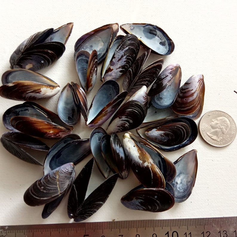 Large Lot with Quality Portuguese Sea Shell Bulk Beach Decor,Design Creative Projects from Oporto Supplies for Craft 50 Mussel Shells