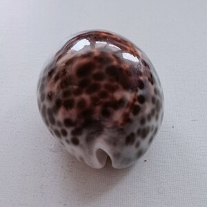Cypraea Tigris Sea Shell Big Size 83 mm for Curiosity Cabinet Collection Creative Projects Exotic Rare Shell Porcelain Aquarium image 7