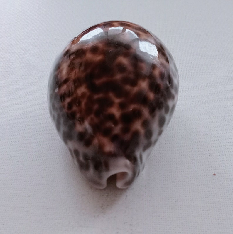 Cypraea Tigris Sea Shell Big Size 83 mm for Curiosity Cabinet Collection Creative Projects Exotic Rare Shell Porcelain Aquarium image 4