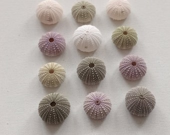 12 Multicolor  Sea Urchins with 26/30 mm for Jewelry Making and DIY Genuine Sea Urchin Shells for Creative Projects Collection from Oporto