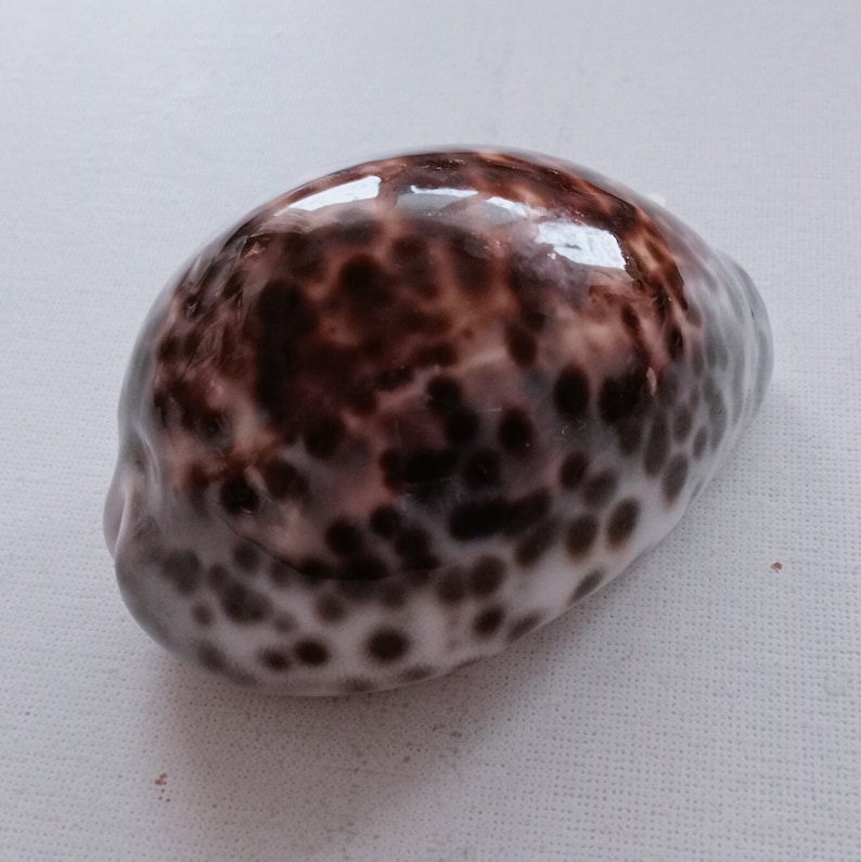 Cypraea Tigris Sea Shell Big Size 83 mm for Curiosity Cabinet Collection Creative Projects Exotic Rare Shell Porcelain Aquarium image 3