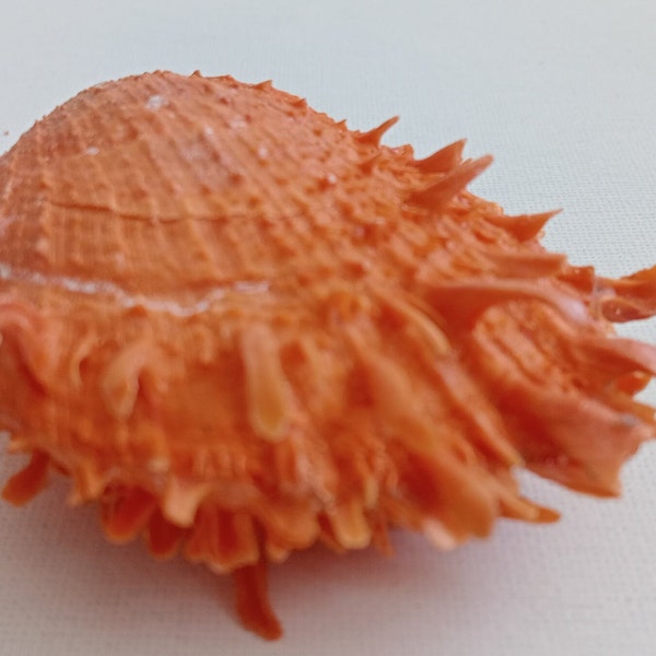 Golden Thorny Oyster Sea Shell for Curiosity Cabinet Taxidermy Collection Creative Projects Exotic Rare Orange Shell for Aquarium