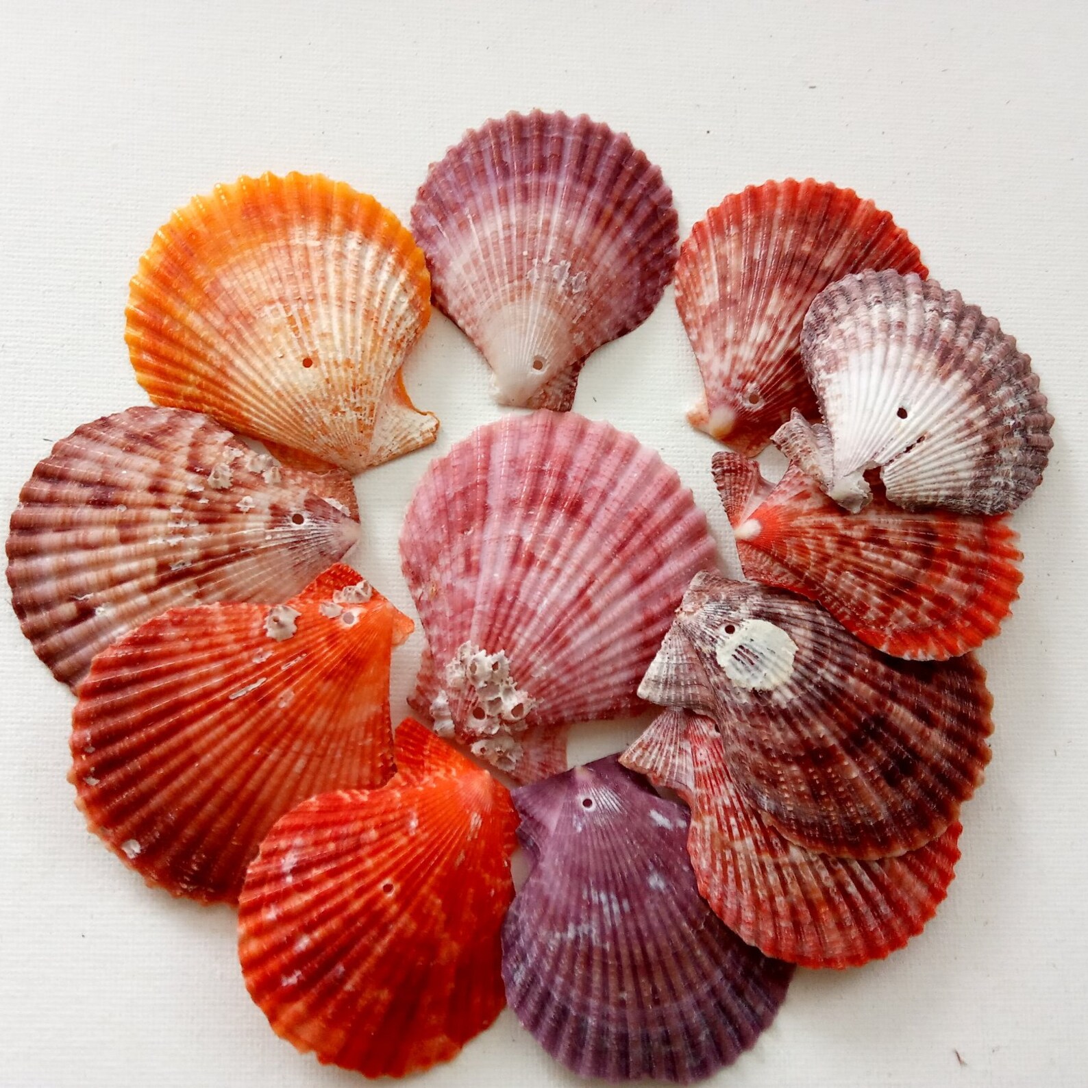 12 M Portuguese Sea Shells Scallop Purple/Red/Orange Colors Etsy
