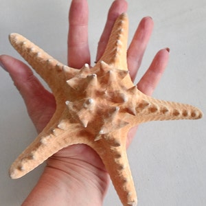 Genuine Giant Starfish Knobby Dried Sea Star for Creative Project DIY Supplies Curiosity Taxidermy Collection from Oporto Portugal zdjęcie 2