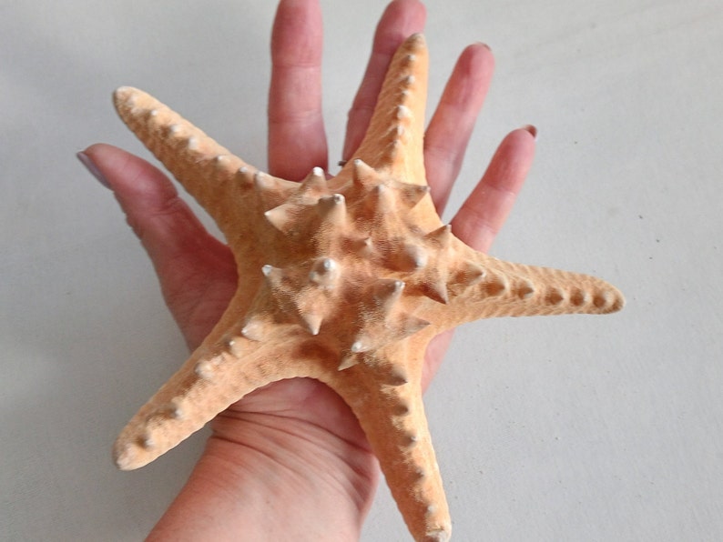 Genuine Giant Starfish Knobby Dried Sea Star for Creative Project DIY Supplies Curiosity Taxidermy Collection from Oporto Portugal zdjęcie 2