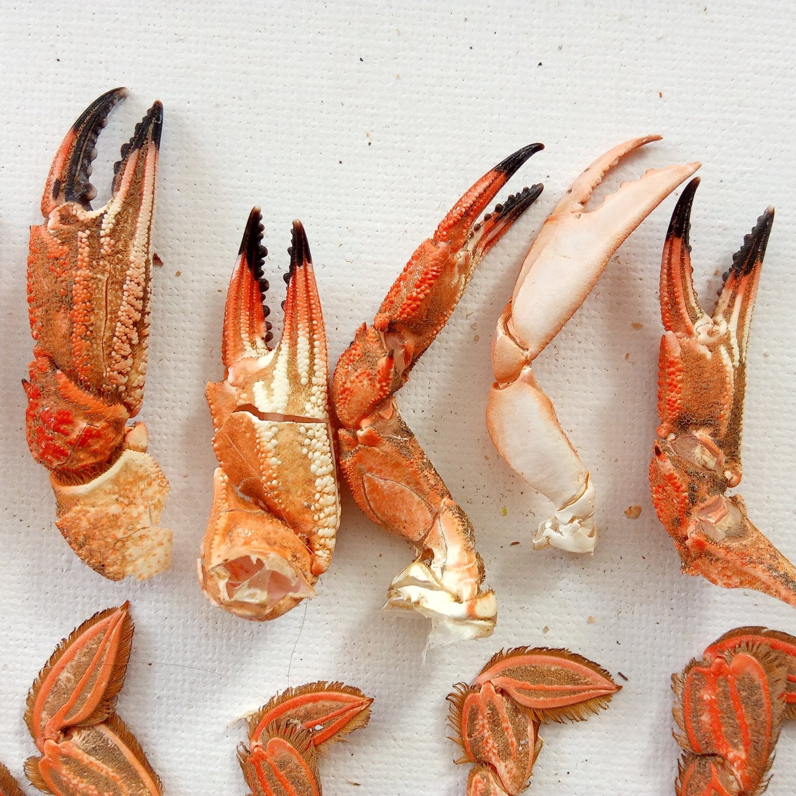 20 Portuguese Crab Claws and Legs Sea Shells for Craft Making Etsy