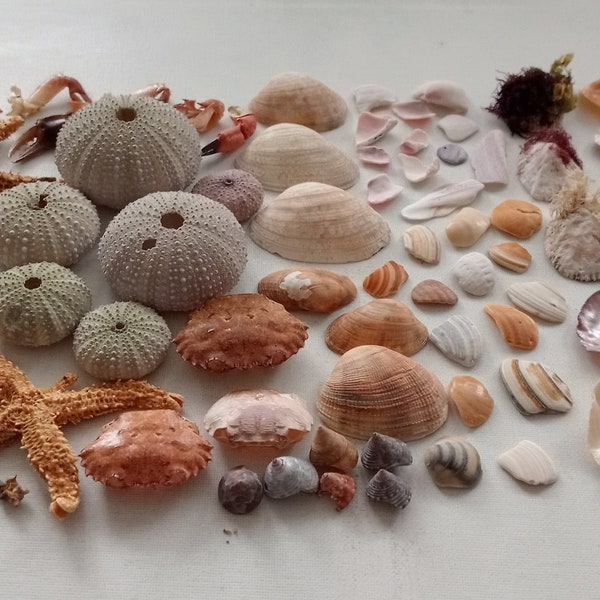 Mixed lot for DIY Supplies 89 pieces with Sea Urchins Sea Shells Driftwood Sea Glass Starfish for Creative Projects from Oporto Portugal