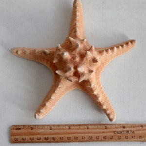 Genuine Giant Starfish Knobby Dried Sea Star for Creative Project DIY Supplies Curiosity Taxidermy Collection from Oporto Portugal zdjęcie 5