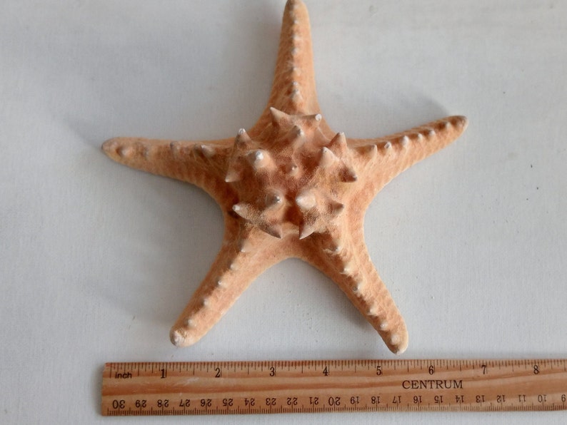 Genuine Giant Starfish Knobby Dried Sea Star for Creative Project DIY Supplies Curiosity Taxidermy Collection from Oporto Portugal zdjęcie 5