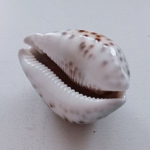 Cypraea Tigris Sea Shell Big Size 83 mm for Curiosity Cabinet Collection Creative Projects Exotic Rare Shell Porcelain Aquarium image 8
