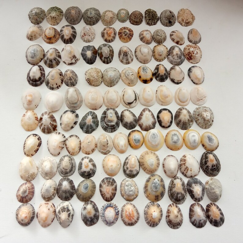 Large Lot with Quality Portuguese Sea Shell Bulk Beach Decor,Design Creative Projects from Oporto Supplies for Craft 50 Mussel Shells