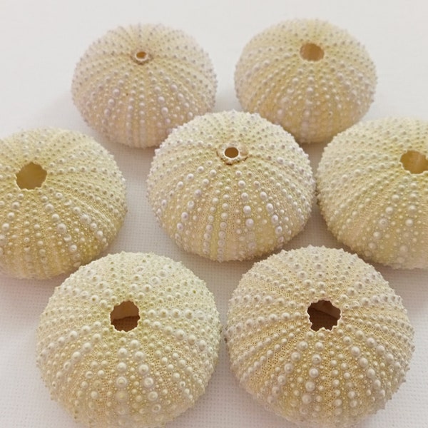 7 beautiful sea urchin shells for Air plant holder Nature lover Supplies for Beach house Nautical and Wedding Decor from Oporto Portugal