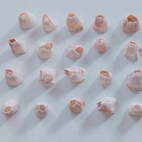 20 Barnacles Single Medium Sea Shells for terrariums and DIY Supplies Genuine seashells for Seashell art from Oporto Portugal