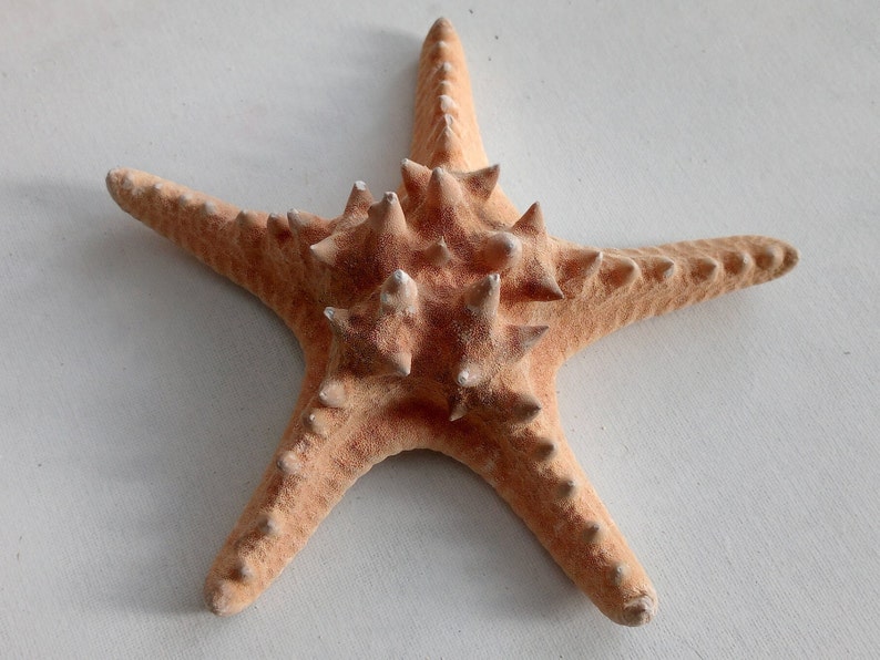 Genuine Giant Starfish Knobby Dried Sea Star for Creative Project DIY Supplies Curiosity Taxidermy Collection from Oporto Portugal zdjęcie 9