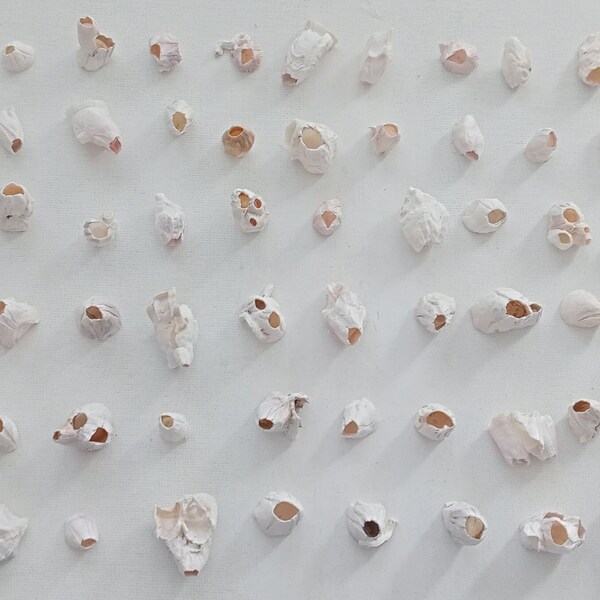 60 Barnacles Single Medium Sea Shells for terrariums and DIY Supplies Genuine seashells for Seashell art from Oporto Portugal