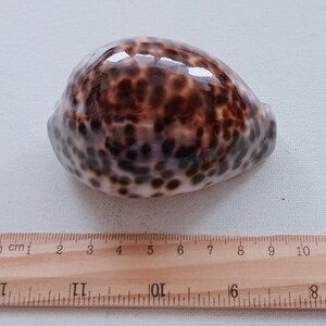 Cypraea Tigris Sea Shell Big Size 83 mm for Curiosity Cabinet Collection Creative Projects Exotic Rare Shell Porcelain Aquarium image 10