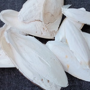 12 Cuttlefish Bone Size M for Natural Calcium Source Bird/Isopod Food Pet Food and Craft Supplies from Oporto Portugal