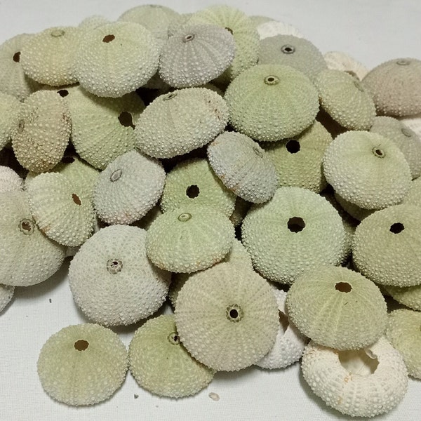 100 Medium light green sea urchin shells for Air plant Holder Nature lover DIY Supplies Beach Nautical decor Wedding Creative Projects