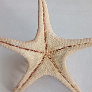 Genuine Giant Starfish Knobby Dried Sea Star for Creative Project DIY Supplies Curiosity Taxidermy Collection from Oporto Portugal zdjęcie 4