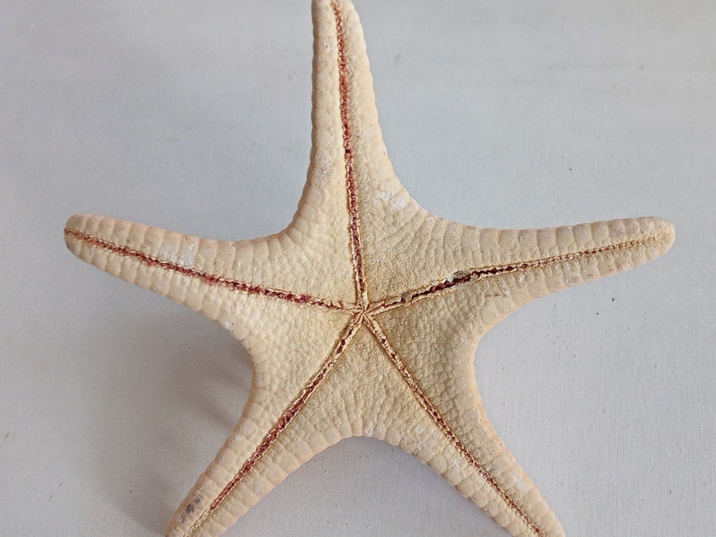 Genuine Giant Starfish Knobby Dried Sea Star for Creative Project DIY Supplies Curiosity Taxidermy Collection from Oporto Portugal zdjęcie 4