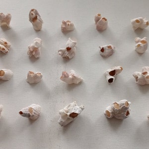 Decoraciones de conchas de mar doradas, adornos de conchas de vieiras de  percebe Decoración costera Acentos Decoraciones de conchas marinas de oro  Playa Boda Playa Plana Lay -  México