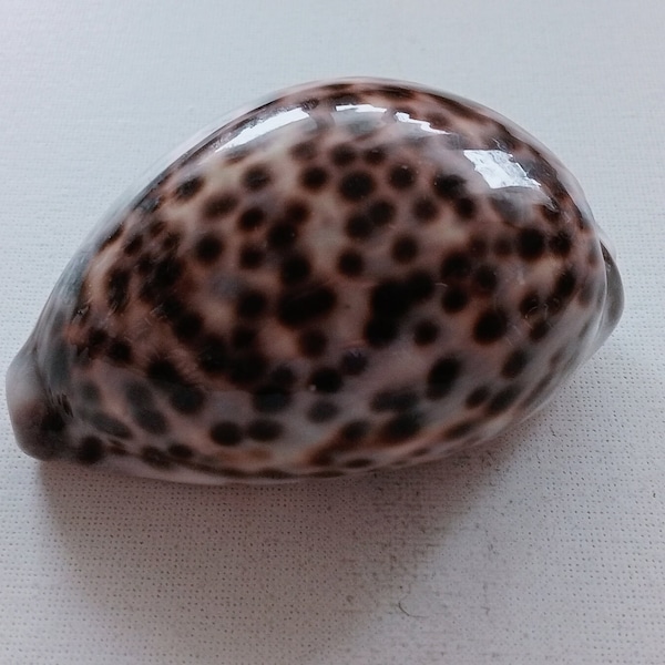 Cypraea Tigris Sea Shell Big Size 87 mm for Curiosity Cabinet Collection Creative Projects Exotic Rare Shell Porcelain Aquarium