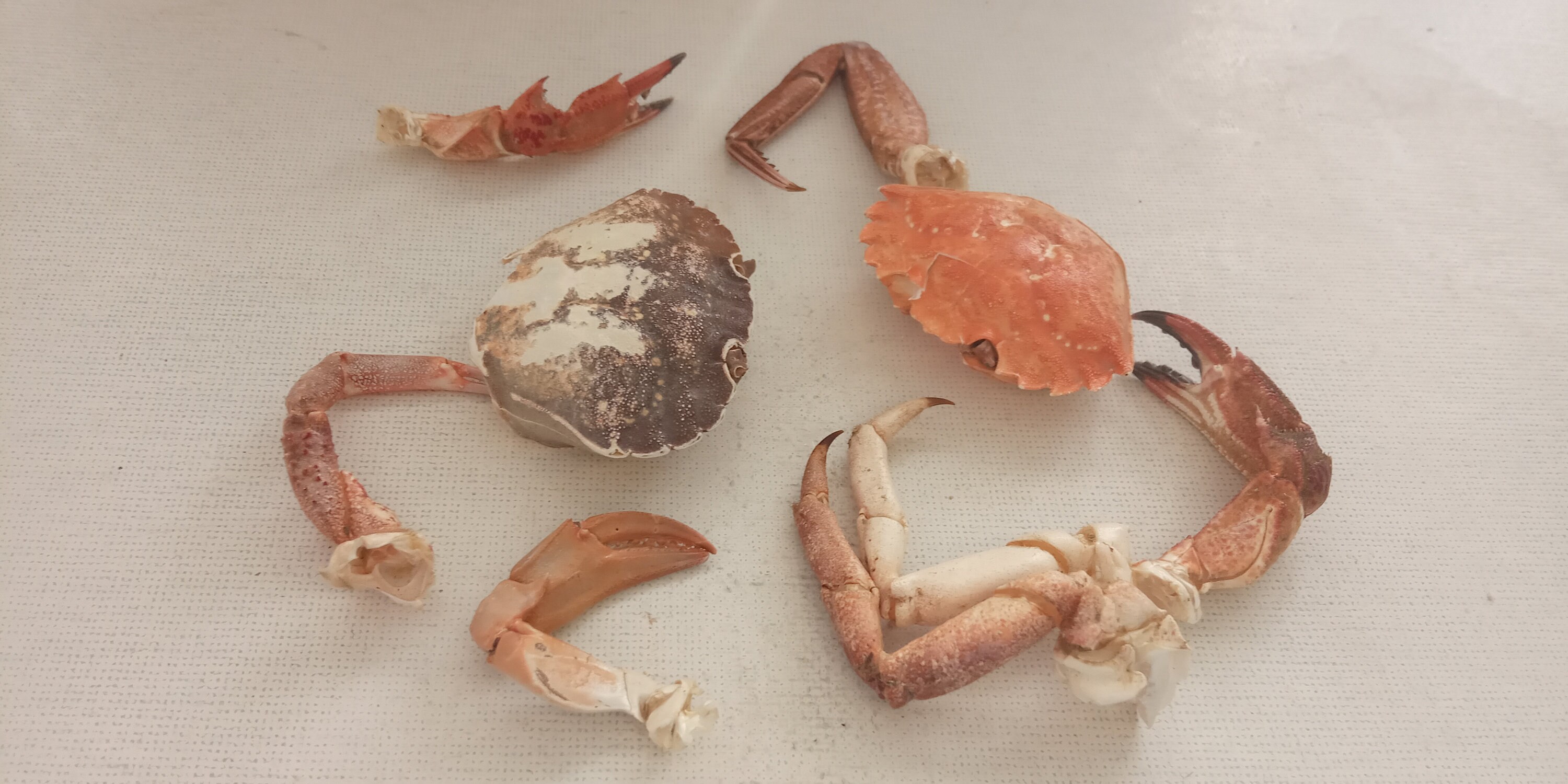 Plat de carapace de crabe repose-cuillère, porte-bague, porte-bijoux,  porte-bibelots, bol de récupération coquilles de palourdes peintes à la  main avec finition en résine -  Canada
