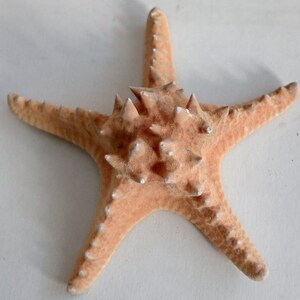 Genuine Giant Starfish Knobby Dried Sea Star for Creative Project DIY Supplies Curiosity Taxidermy Collection from Oporto Portugal zdjęcie 7