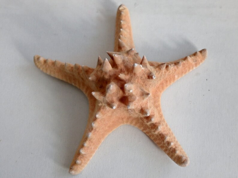 Genuine Giant Starfish Knobby Dried Sea Star for Creative Project DIY Supplies Curiosity Taxidermy Collection from Oporto Portugal zdjęcie 7