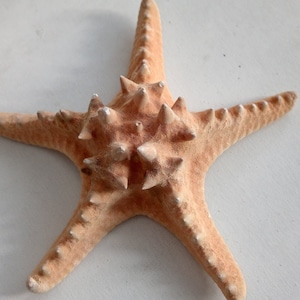 Genuine Giant Starfish Knobby Dried Sea Star for Creative Project DIY Supplies Curiosity Taxidermy Collection from Oporto Portugal zdjęcie 1