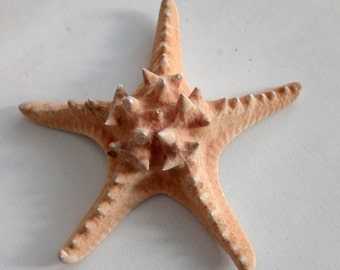 Genuine Giant Starfish Knobby Dried Sea Star for Creative Project DIY Supplies Curiosity Taxidermy Collection from Oporto Portugal