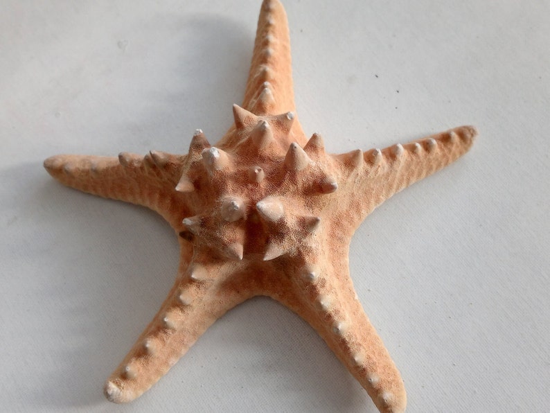 Genuine Giant Starfish Knobby Dried Sea Star for Creative Project DIY Supplies Curiosity Taxidermy Collection from Oporto Portugal zdjęcie 1