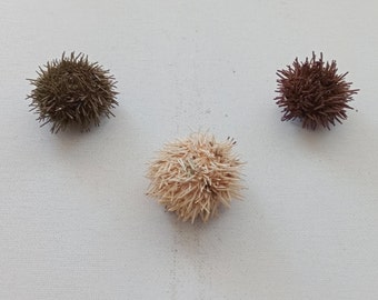 3 beautiful purple white and green sea urchin shells with needles for Air plant holder Supplies for Beach Nautical decor from Oporto