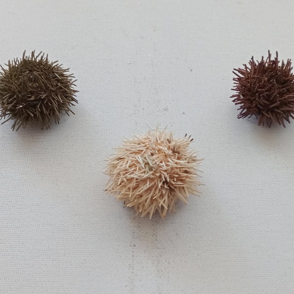 3 beautiful purple white and green sea urchin shells with needles for Air plant holder Supplies for Beach Nautical decor from Oporto