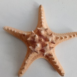 Genuine Giant Starfish Knobby Dried Sea Star for Creative Project DIY Supplies Curiosity Taxidermy Collection from Oporto Portugal zdjęcie 6