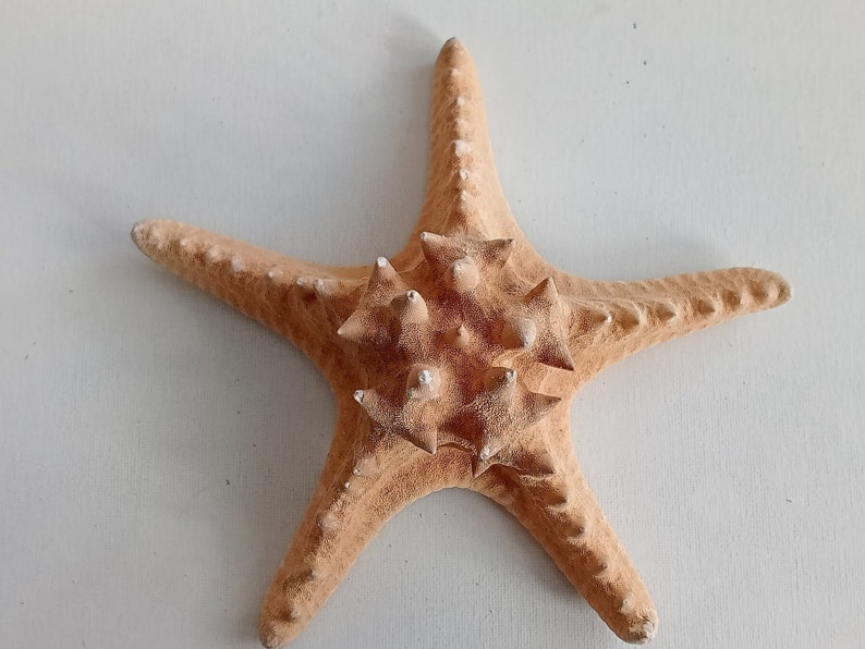 Genuine Giant Starfish Knobby Dried Sea Star for Creative Project DIY Supplies Curiosity Taxidermy Collection from Oporto Portugal zdjęcie 6