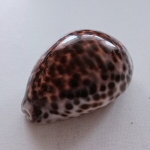 Cypraea Tigris Sea Shell Big Size 83 mm for Curiosity Cabinet Collection Creative Projects Exotic Rare Shell Porcelain Aquarium image 6